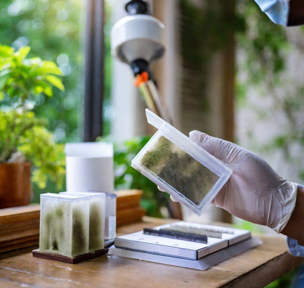 Mould air sample analysis