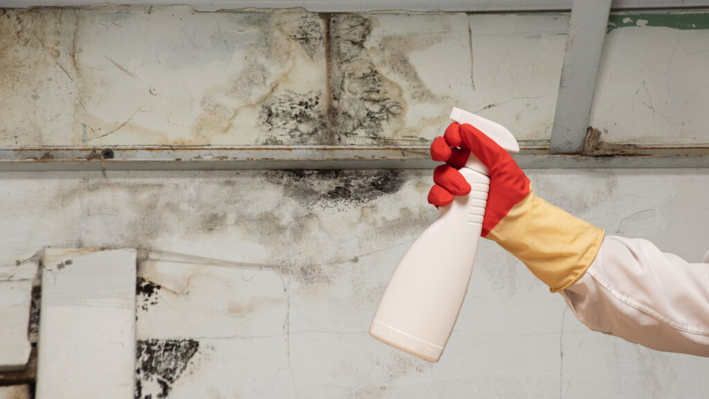 central coast mould removal